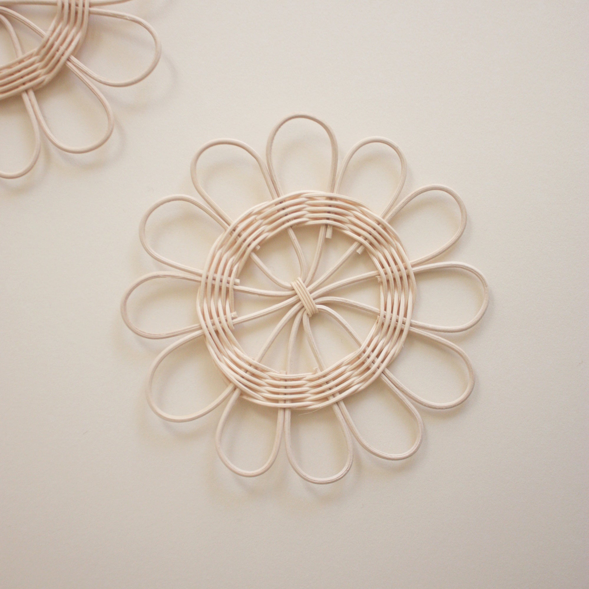 Rattan daisy